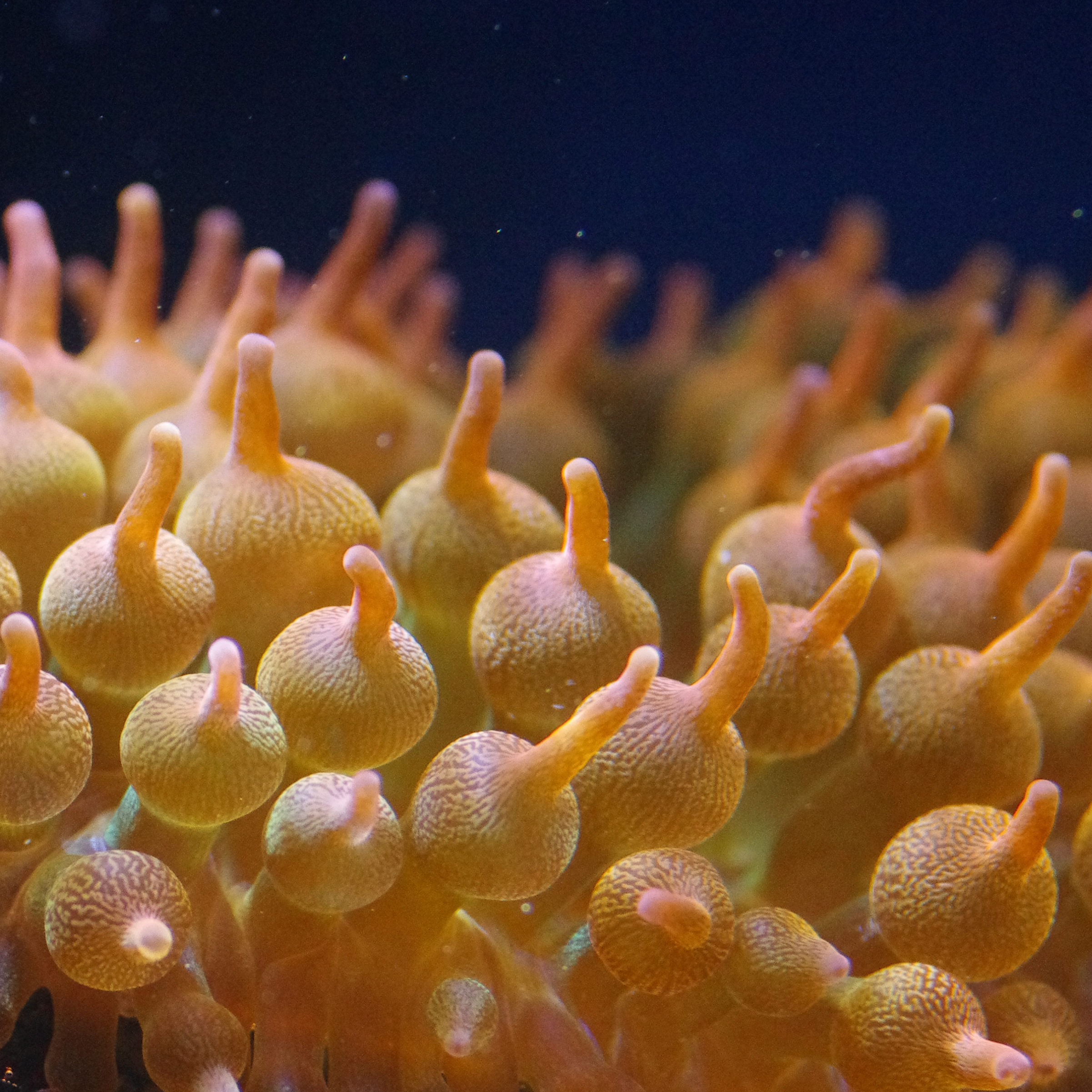 Entacmaea Quadricolor Rainbow