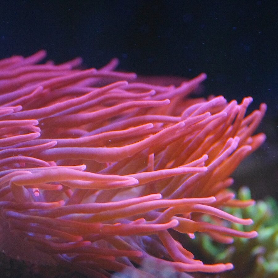 Entacmaea Quadricolor Red